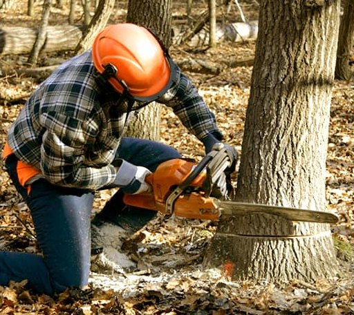 Tree Removal in Spencer, ID